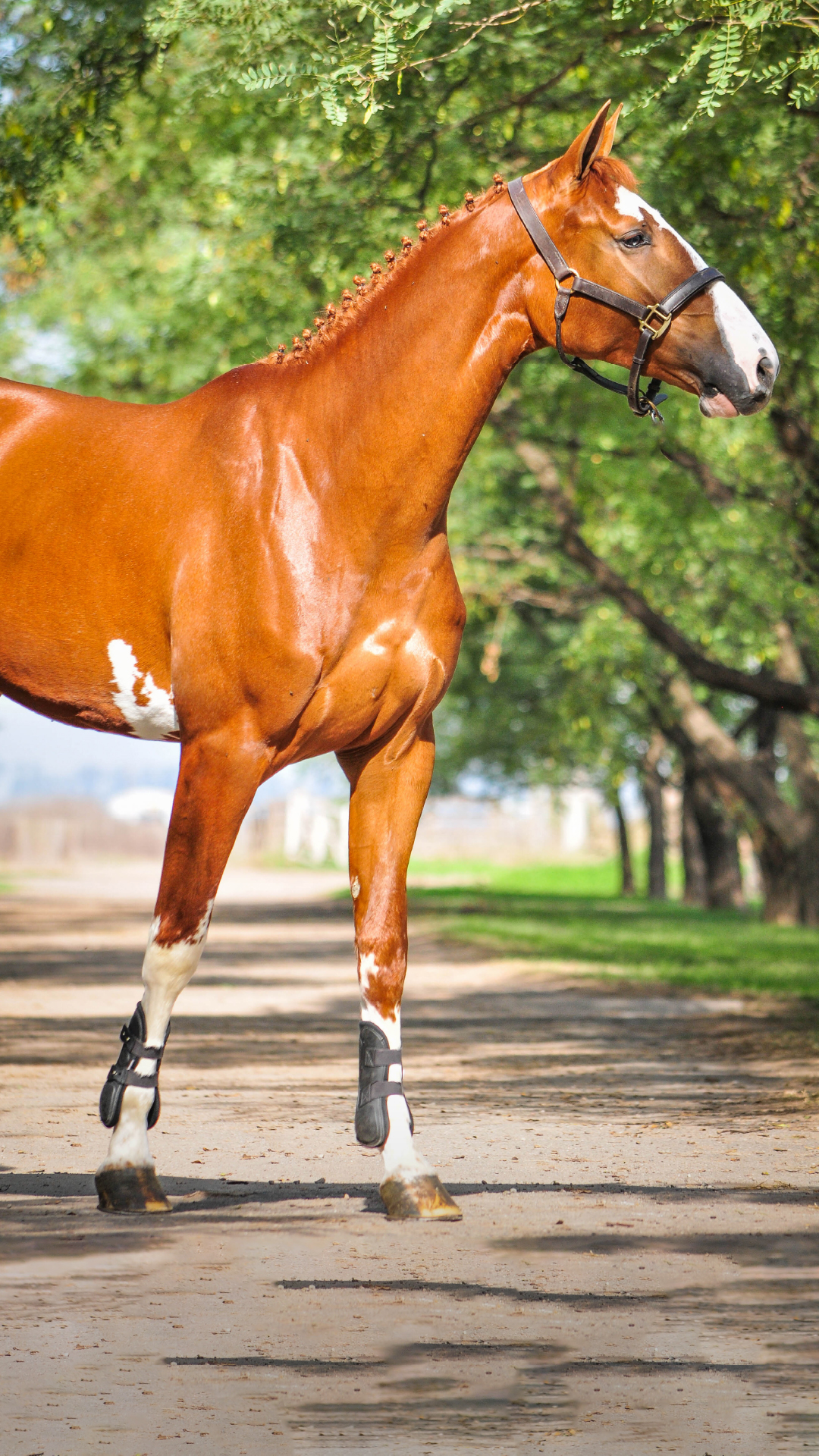 Pegasus Amore Mio